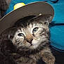 adorable, animal, blue_background, cat, closeup, cowboy_hat, cozy, cute, domestic_cat, fur, hat, indoor, kitten, pet, relaxed, sleepy, soft, tabby, whiskers, young_cat