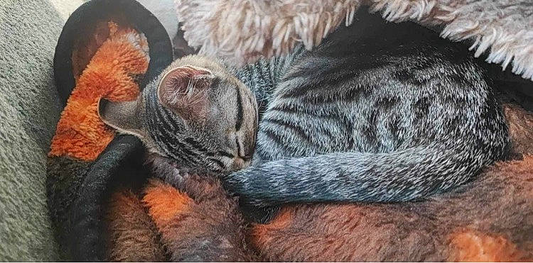 Sikes is registered to the contest to win money with this photo: carnivore, cat, claw, comfort, domestic_short_haired_cat, fawn, felidae, fur, gesture, grey, nap, paw, sleep, small_to_medium_sized_cats, snout, tail, terrestrial_animal, whiskers, wildlife, wool