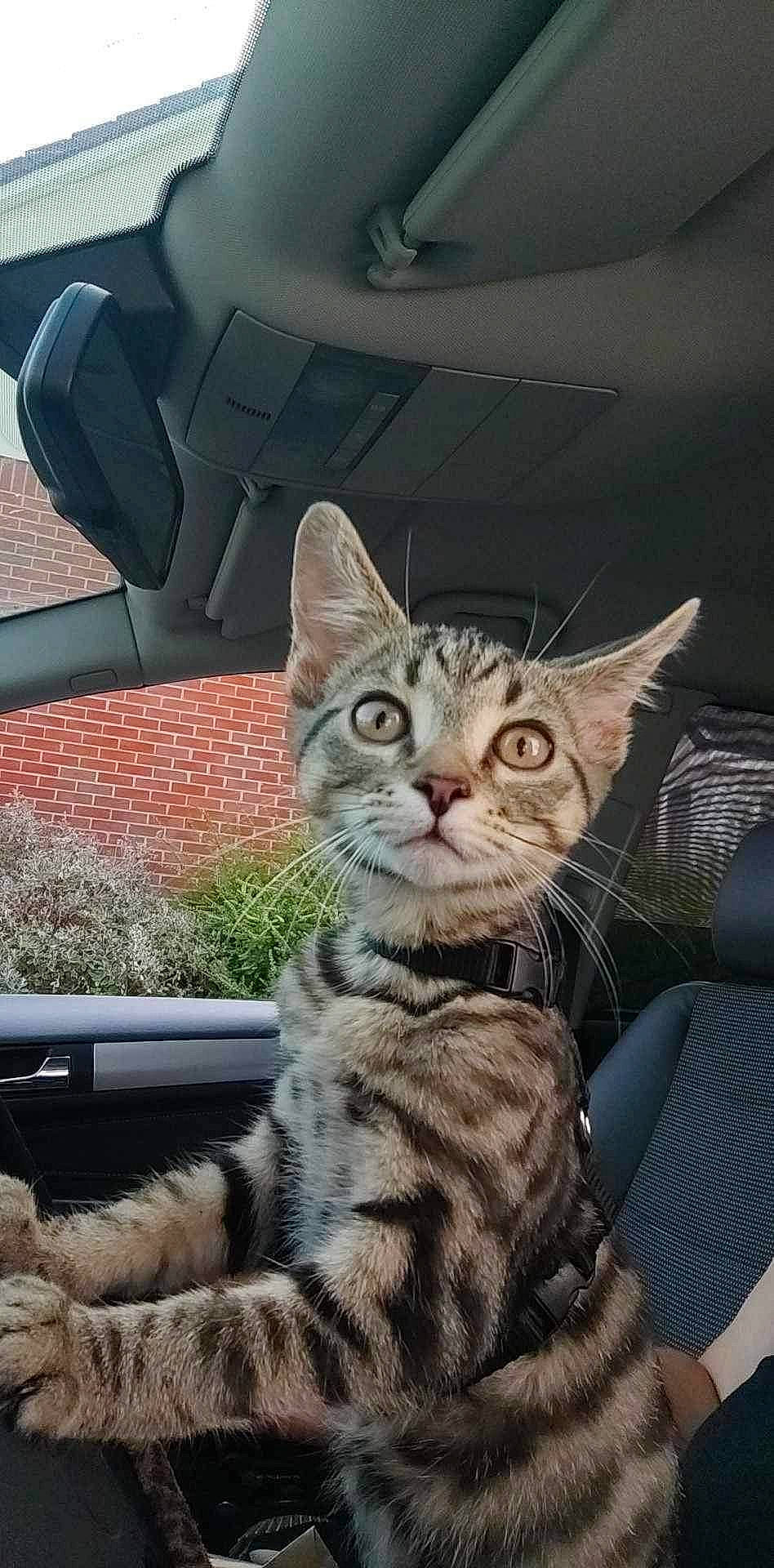 Sikes joined the competition — help win amazing prizes! automotive_exterior, automotive_mirror, carnivore, cat, domestic_short_haired_cat, felidae, fur, hood, paw, plant, sitting, small_to_medium_sized_cats, snout, tail, vehicle, vehicle_door, whiskers, window, windscreen_wiper, windshield