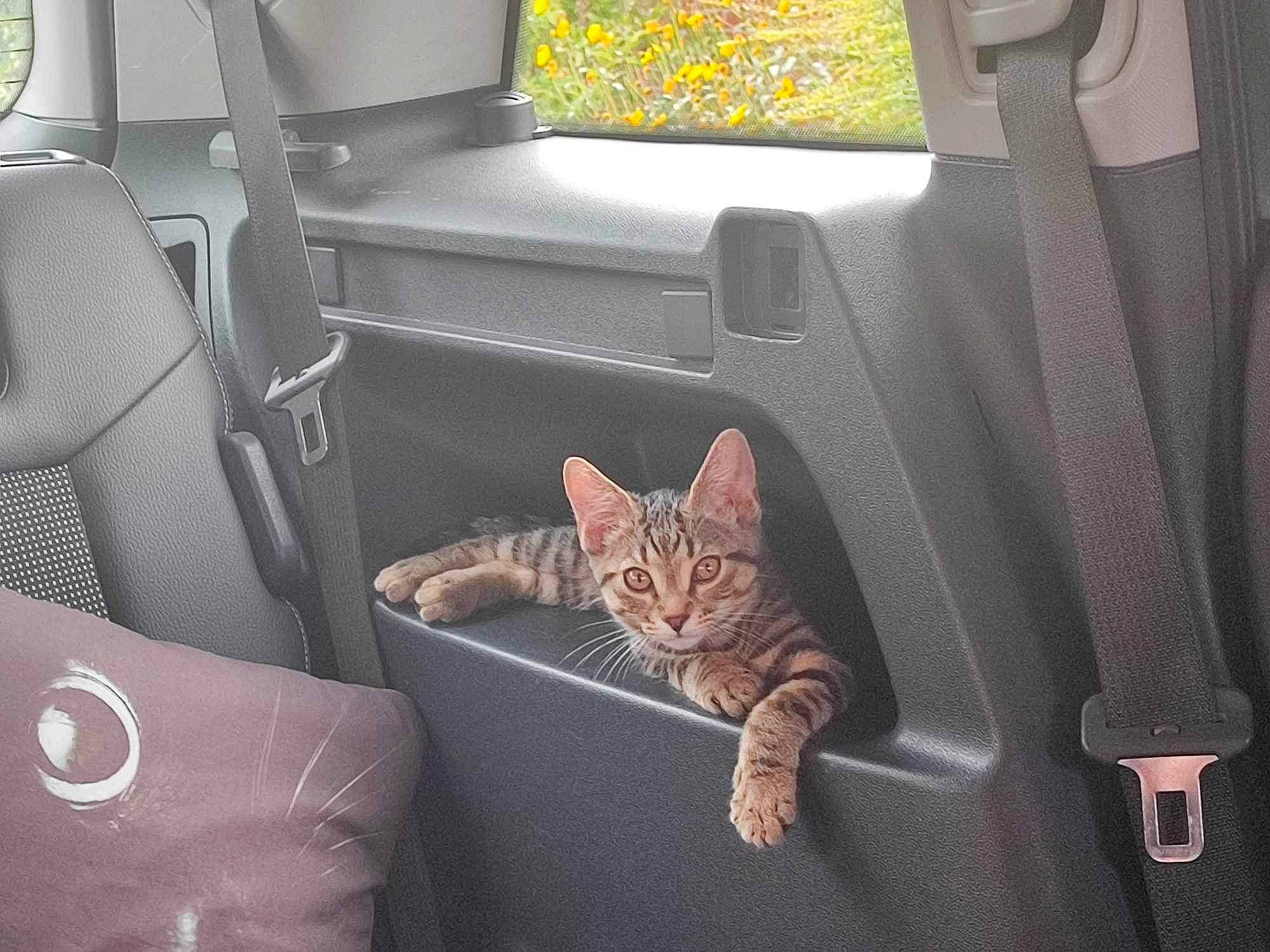 Sikes is registered to the contest to win money with this photo: auto_part, automotive_design, automotive_exterior, car, car_seat, car_seat_cover, carnivore, cat, comfort, family_car, felidae, luxury_vehicle, motor_vehicle, personal_luxury_car, plant, small_to_medium_sized_cats, tints_and_shades, vehicle, vehicle_door, whiskers