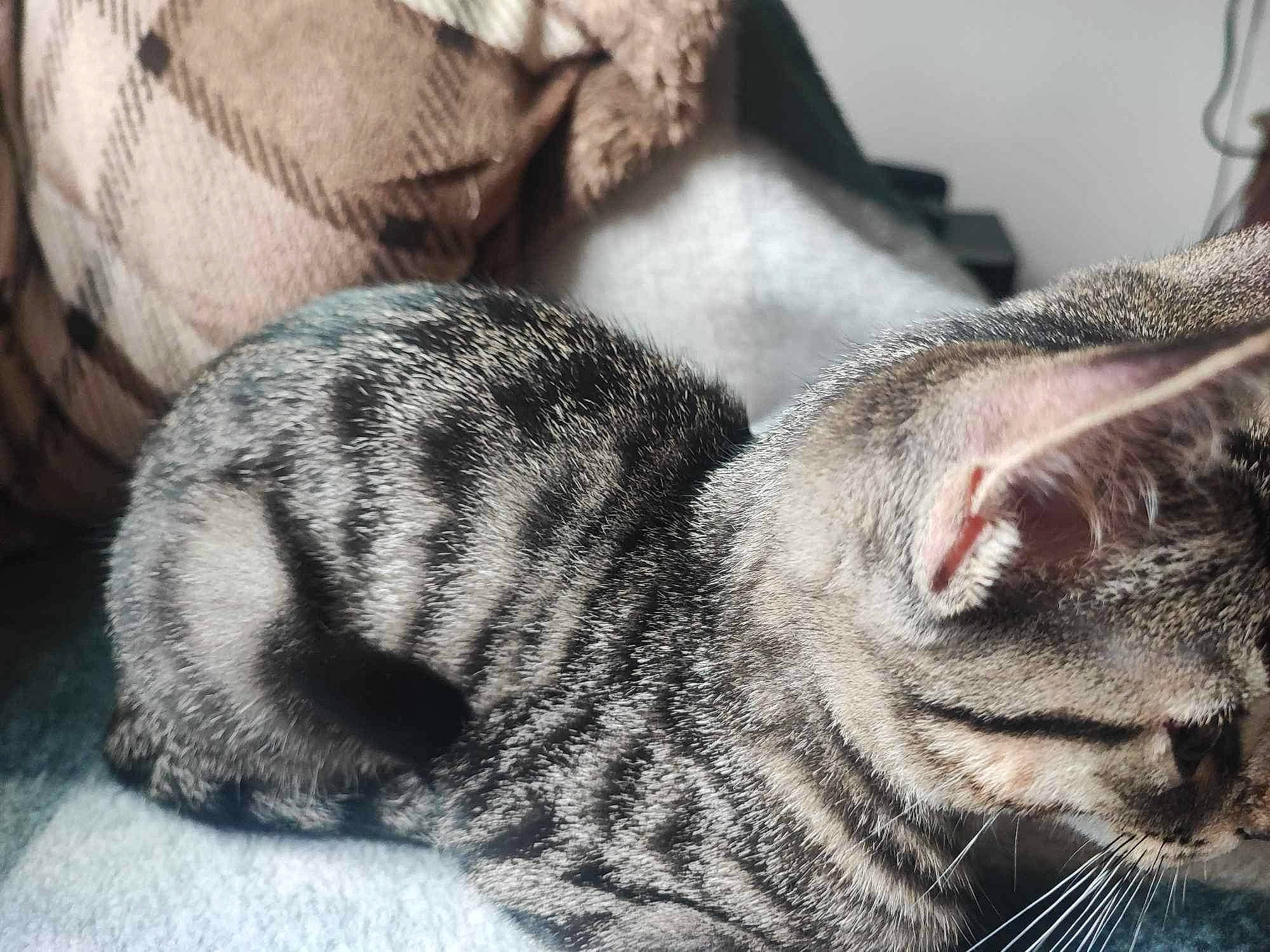 Sikes is registered to the contest to win money with this photo: carnivore, cat, claw, close_up, comfort, domestic_short_haired_cat, felidae, fur, grey, nap, paw, small_to_medium_sized_cats, snout, tail, terrestrial_animal, whiskers, wildlife