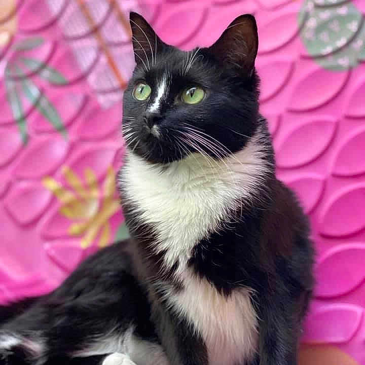 Girlfrien is registered to the contest to win money with this photo: abyssinian, angora, animal, blackcat, cat, egyptiancat, kitten, manx, pet, siamese