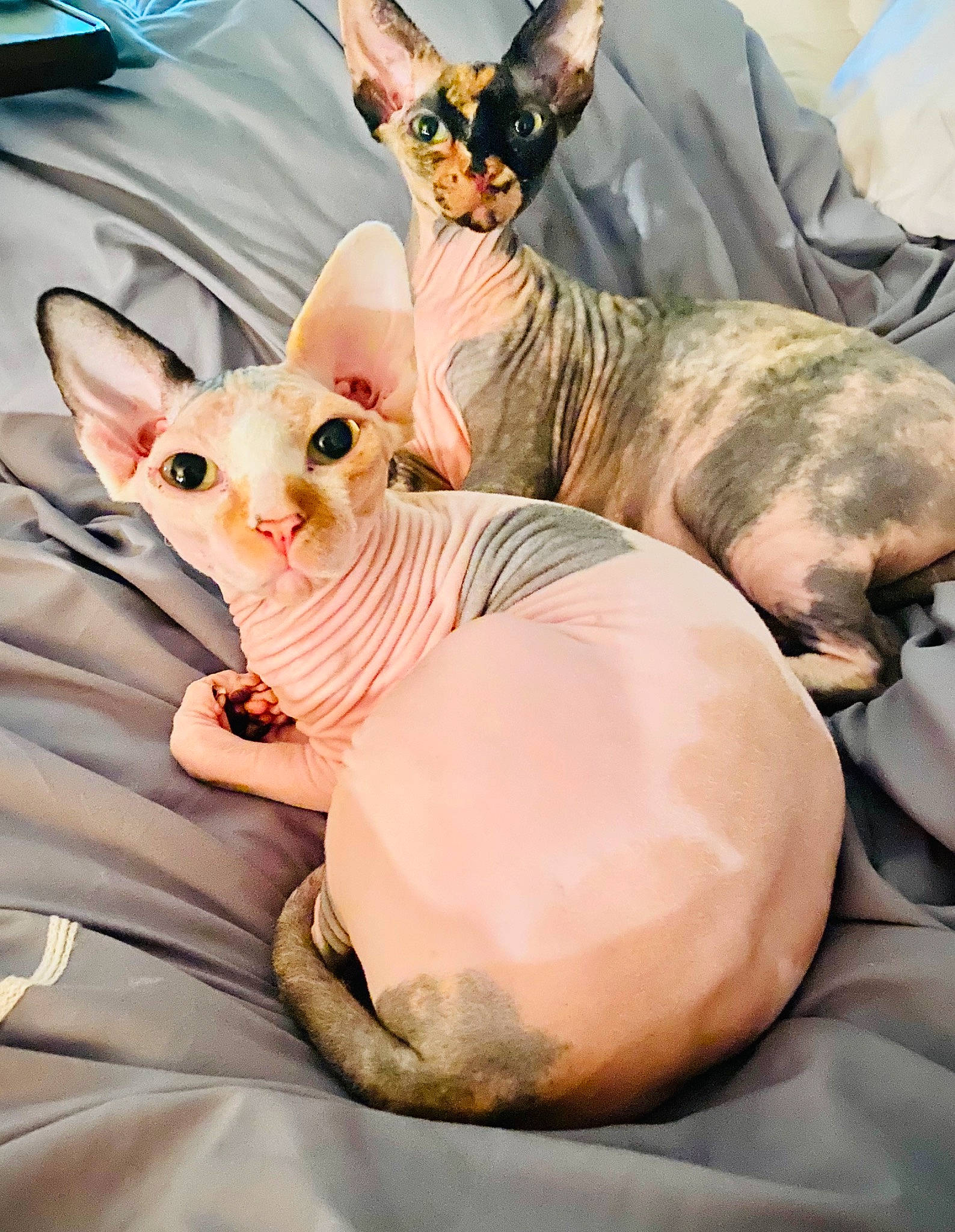 Bea joined the competition — help win amazing prizes! canidae, carnivore, cat, comfort, donskoy, ear, fawn, felidae, fictional_character, fur, linens, mammal, peach, small_to_medium_sized_cats, snout, sunglasses, tail, toy, vertebrate, whiskers