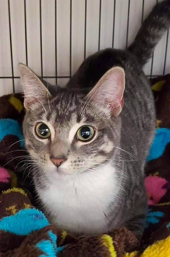 Astrid is registered to the contest to win money with this photo: carnivore, cat, cat_supply, collar, domestic_short_haired_cat, felidae, fur, mammal, paw, pet_supply, photo_caption, small_to_medium_sized_cats, snout, tail, whiskers