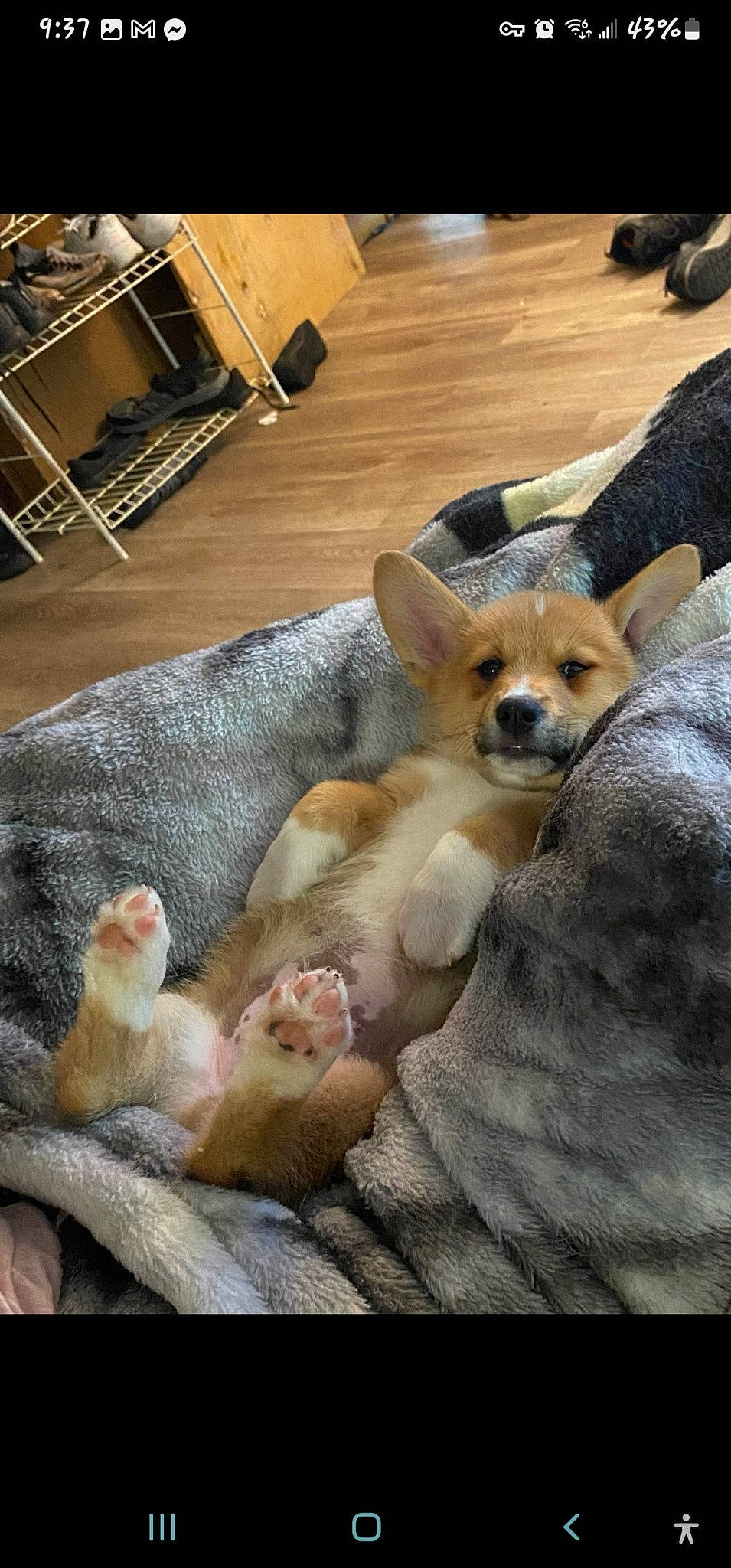 Stanley joined the competition — help win amazing prizes! canidae, carnivore, chair, comfort, companion_dog, dog, dog_breed, fawn, felidae, flooring, fur, hardwood, paw, snout, sporting_group, tail, terrestrial_animal, toy_dog, whiskers, wood