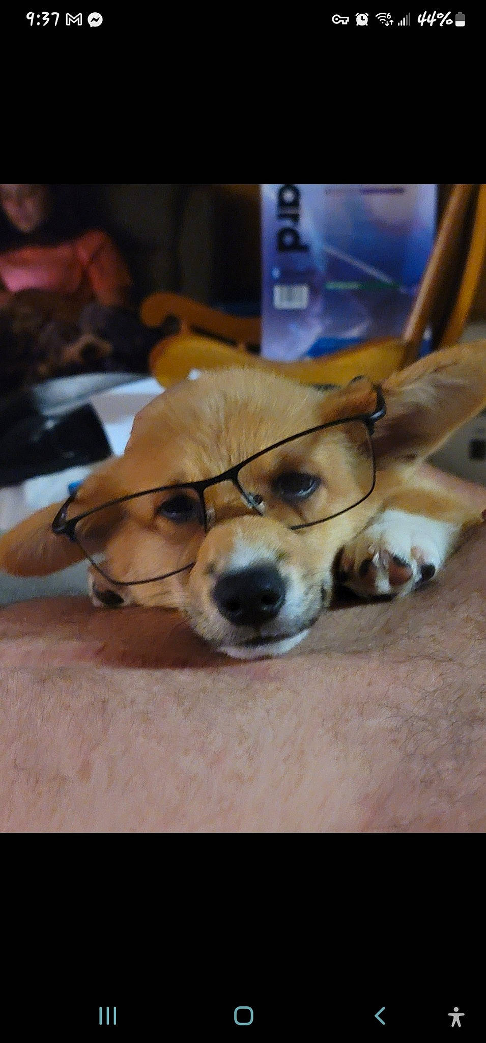 Stanley is registered to the contest to win money with this photo: canidae, cardigan_welsh_corgi, carnivore, collar, companion_dog, dog, dog_breed, ear, eyewear, fawn, fur, glasses, mammal, paw, snout, sporting_group, toy_dog, vision_care, whiskers, working_animal