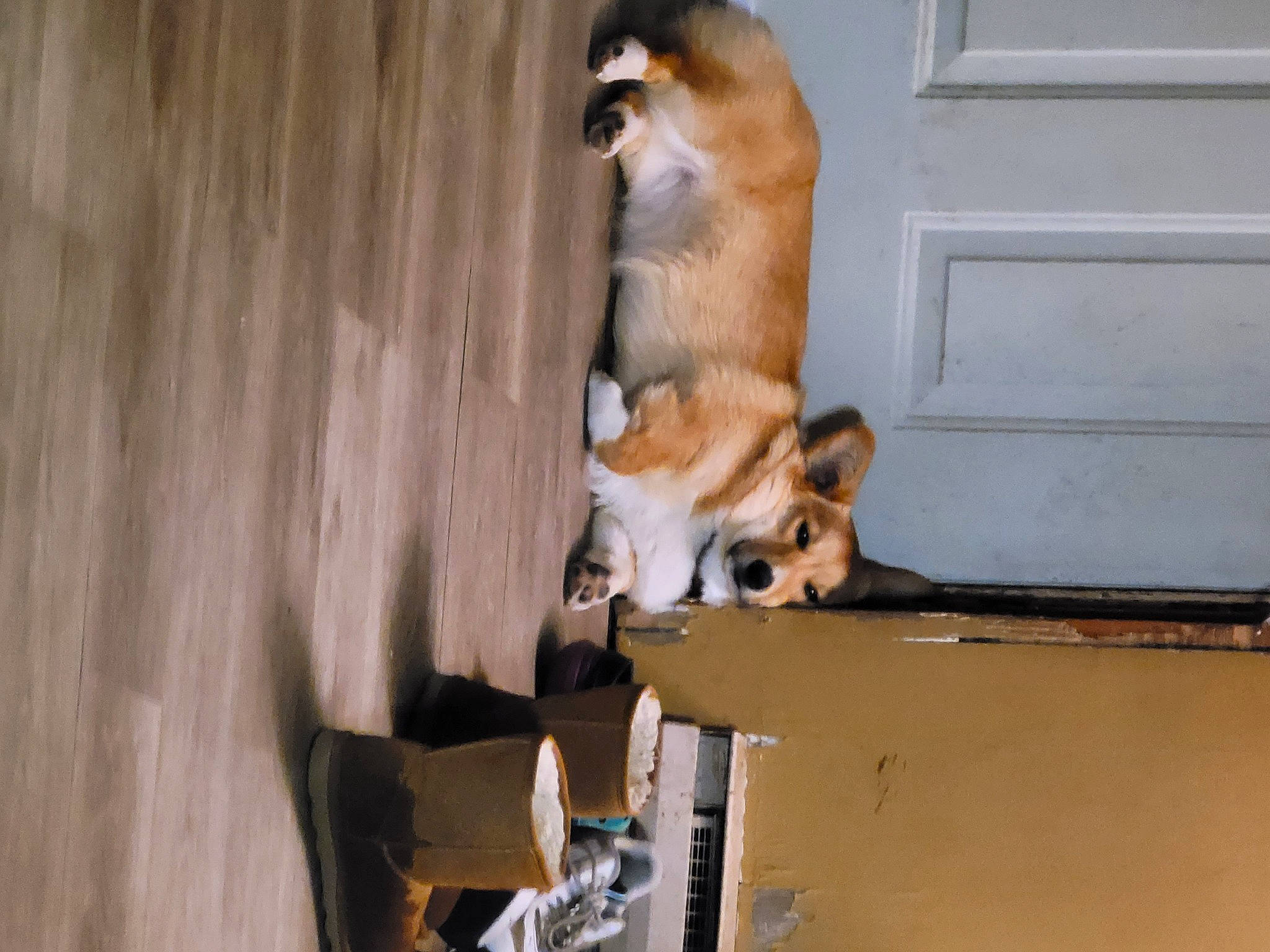 Stanley joined the competition — help win amazing prizes! animal_shelter, canidae, carnivore, companion_dog, dog, dog_breed, dog_supply, door, fawn, fur, pet_supply, snout, sporting_group, tail, terrestrial_animal, whiskers, wildlife, wood