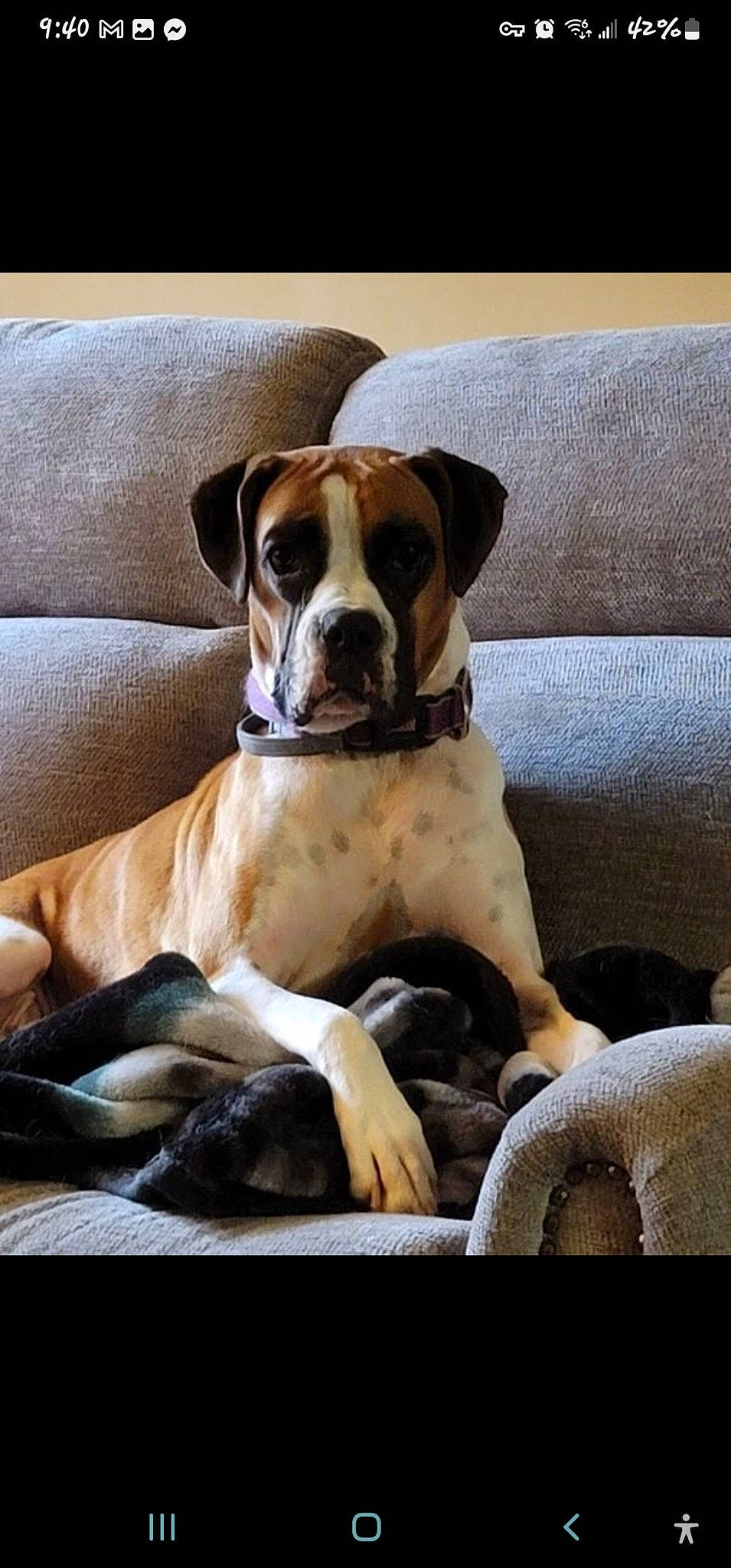 Molly joined the competition — help win amazing prizes! bored, boxer, canidae, carnivore, collar, comfort, companion_dog, couch, dog, dog_breed, dog_collar, dog_supply, fawn, liver, snout, sporting_group, whiskers, working_animal, working_dog, wrinkle
