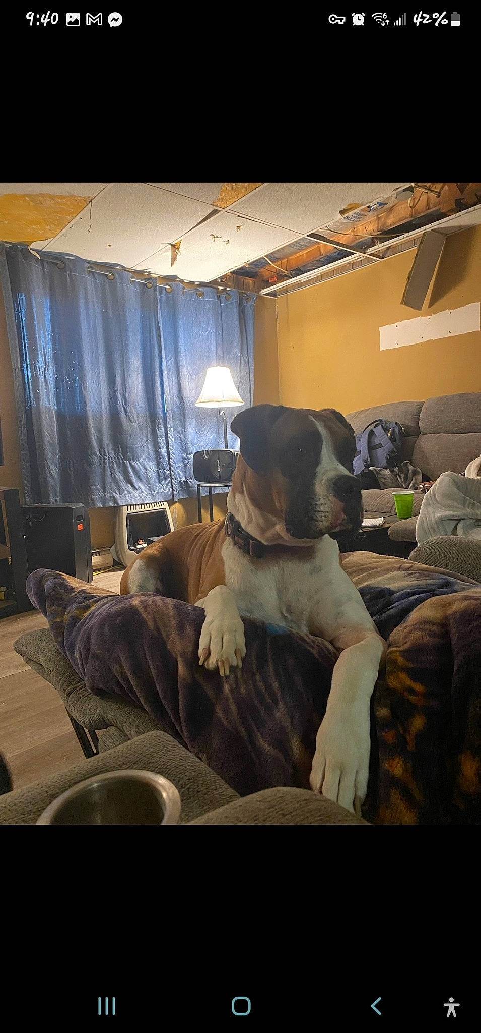 Molly is registered to the contest to win money with this photo: bedding, carnivore, chair, cloud, comfort, companion_dog, couch, curtain, dog, dog_breed, fawn, floor, flooring, hardwood, linens, living_room, textile, tints_and_shades, window, wood