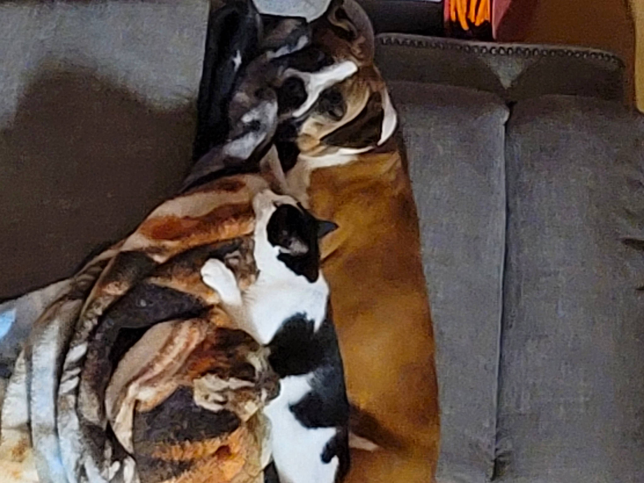 Molly joined the competition — help win amazing prizes! bag, canidae, carnivore, cat, comfort, companion_dog, couch, dog_breed, domestic_short_haired_cat, fawn, felidae, fur, hardwood, linens, mammal, small_to_medium_sized_cats, sporting_group, tail, whiskers, wood