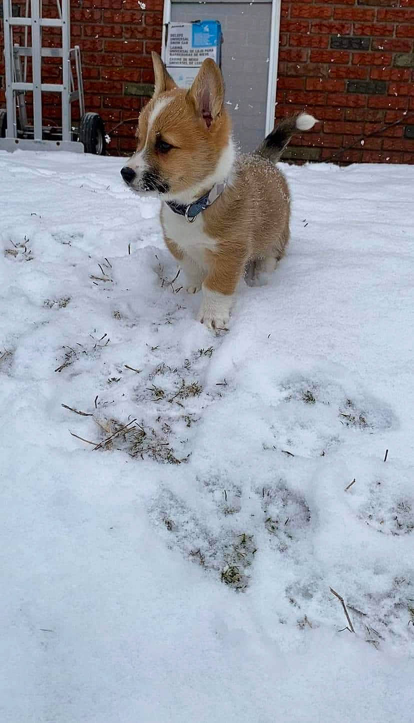 Jonsey joined the competition — help win amazing prizes! canidae, carnivore, companion_dog, dog, dog_breed, dog_supply, door, fawn, freezing, fur, non_sporting_group, pet_supply, precipitation, snout, snow, sporting_group, tail, window, winter, working_animal