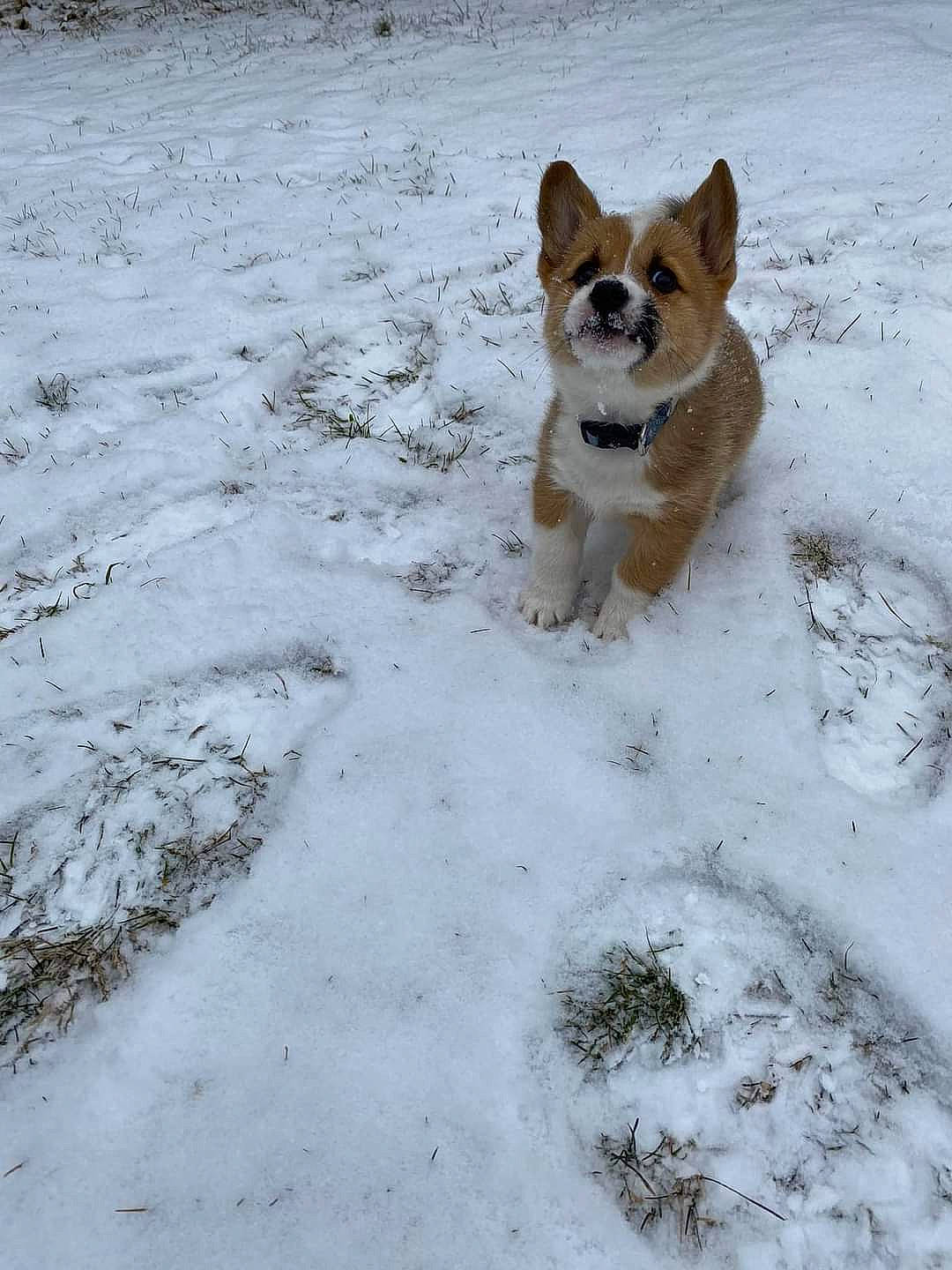 Jonsey joined the competition — help win amazing prizes! australian_cattle_dog, canidae, cardigan_welsh_corgi, carnivore, companion_dog, dog, dog_breed, freezing, hound, snow, sporting_group, street_dog, tail, winter, working_dog