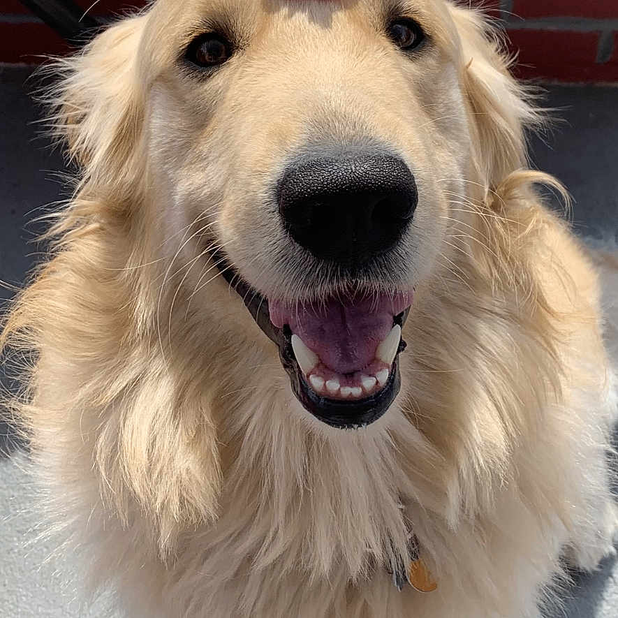 Teddy is registered to the contest to win money with this photo: animal, bodypart, brick, canine, cockerspaniel, collie, dog, electronics, eskimodog, flower, geranium, goldenretriever, hound, mouth, person, pet, plant, puppy, snout, whitedog