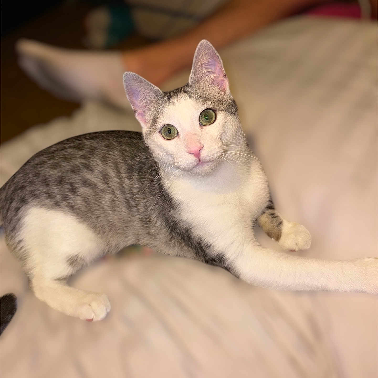 Simba a rejoint le concours — aidez-le/la à gagner de superbes lots ! abyssinian, angora, animal, baby, bed, blanket, cat, couch, egyptiancat, furniture, indoors, kitten, manx, person, pet, siamese