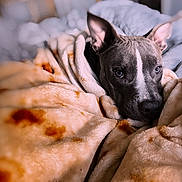 Marley Mcclure is registered to the contest to win money with this photo: animal, blanket, closeup, comfort, cozy, cute, dog, ears, fur, home, indoor, pet, portrait, relaxation, resting, sleepy, snuggle, soft, warm, wrapped