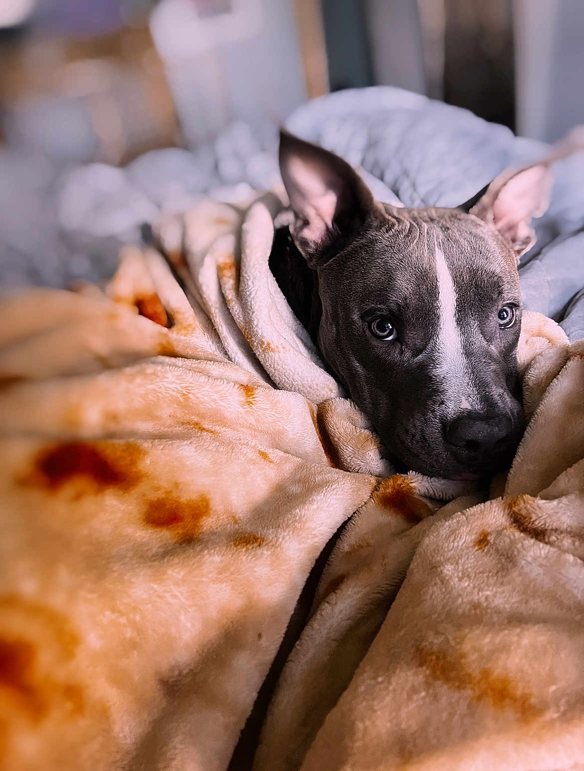 Marley Mcclure is registered to the contest to win money with this photo: animal, blanket, closeup, comfort, cozy, cute, dog, ears, fur, home, indoor, pet, portrait, relaxation, resting, sleepy, snuggle, soft, warm, wrapped