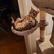 Wagner a rejoint le concours — aidez-le/la à gagner de superbes lots ! animal, cat, cat_tree, comfort, cozy, fur, furniture, hammock, home, indoor, leisure, pet, relaxed, resting, rope, scratching_post, striped, tabby, wall, wood_floor