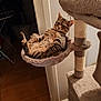 animal, cat, cat_tree, comfort, cozy, fur, furniture, hammock, home, indoor, leisure, pet, relaxed, resting, rope, scratching_post, striped, tabby, wall, wood_floor