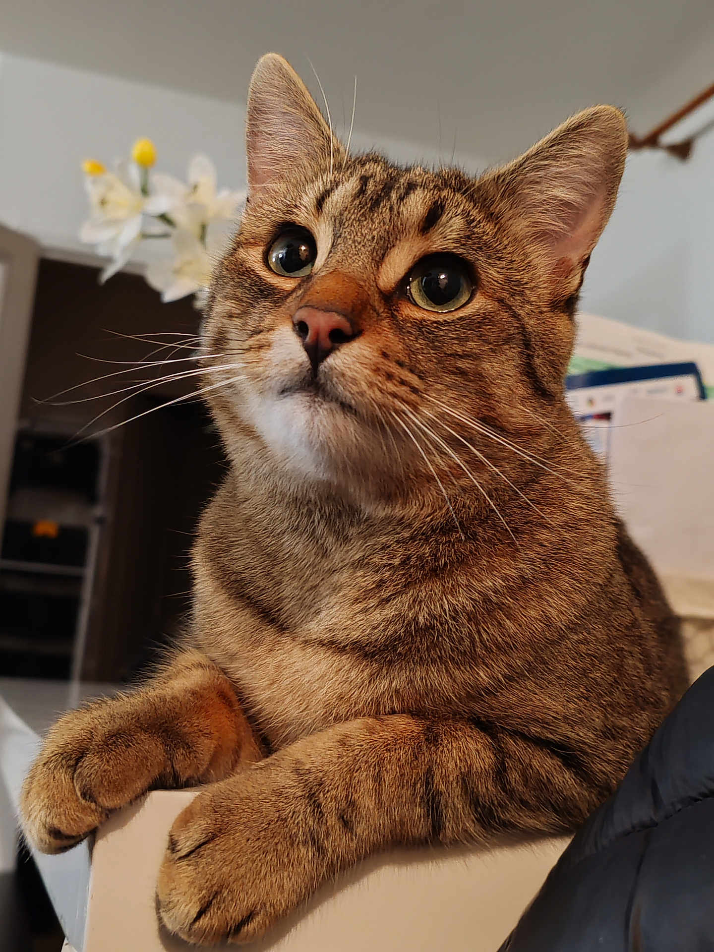 Vivaldi a rejoint le concours — aidez-le/la à gagner de superbes lots ! animal, background, cat, close_up, curious, domestic_cat, ears, eyes, face, feline, flower, fur, household, indoor, mammal, paws, pet, resting, tabby, whiskers