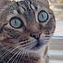 Sushi is registered to the contest to win money with this photo: cat, tabby_cat, close_up, whiskers, green_eyes, pupil_slit, portrait, indoor, window_background, fur, nose, ear, stare, pet, domestic_cat, feline, macro, curious, sitting, whisker_detail