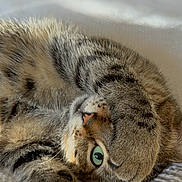 Sushi joined the competition — help win amazing prizes! cat, tabby_cat, pet, green_eye, paw, fur, whiskers, sleeping, cozy, blanket, bed, closeup, portrait, indoor, cute, relaxed, resting, bedding, lockscreen, notification_overlay