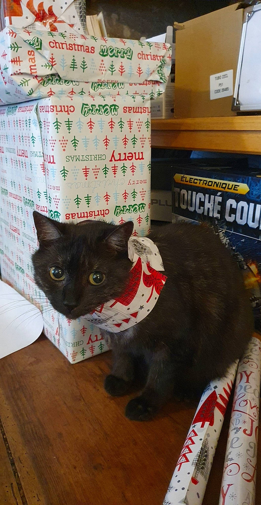 Mimo participe au concours pour gagner de l'argent avec cette photo : black_cat, box, carnivore, cat, cat_supply, domestic_short_haired_cat, felidae, flooring, fur, hardwood, packaging_and_labeling, paper, paper_product, pet_supply, room, small_to_medium_sized_cats, snout, tail, whiskers, wood