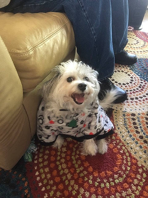 Happy is registered to the contest to win money with this photo: canidae, carnivore, cockapoo, comfort, companion_dog, couch, dog, dog_breed, dog_supply, flooring, fur, labradoodle, pattern, poodle_crossbreed, sitting, small_terrier, sporting_group, terrier, toy_dog, working_animal