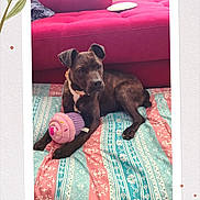 Hazel joined the competition — help win amazing prizes! dog, black_dog, toy, plush_toy, cupcake_toy, blanket, patterned_blanket, couch, magenta_couch, indoor, pet, animal, resting, cute, home, cozy, playful, fur, canine, relaxed