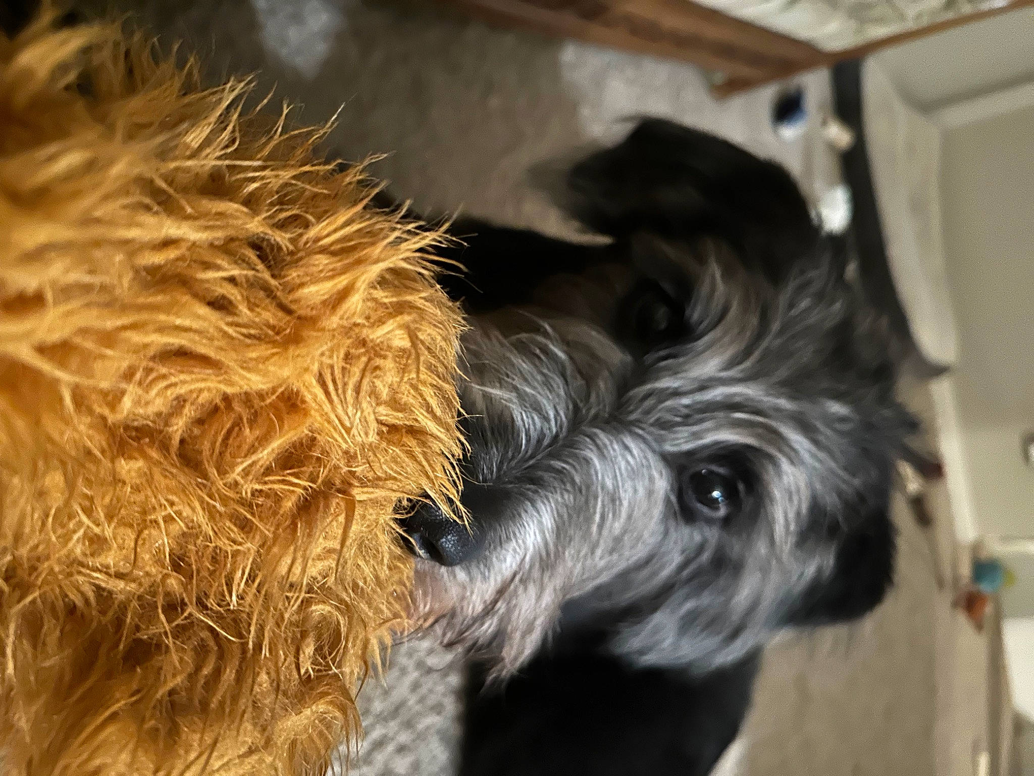 Odin is registered to the contest to win money with this photo: canidae, carnivore, companion_dog, dog, dog_breed, dog_collar, dog_supply, ear, fawn, fur, liver, pet_supply, schnauzer, snout, sporting_group, tail, terrier, toy_dog, whiskers, working_animal