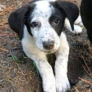 Lucky is registered to the contest to win money with this photo: puppy, dog, black_and_white, floppy_ears, lying_down, front_paws, outdoor, dirt, ground, grass, animal, pet, canine, portrait, close_up, curious, looking_at_camera, soft_focus, natural_light, backyard