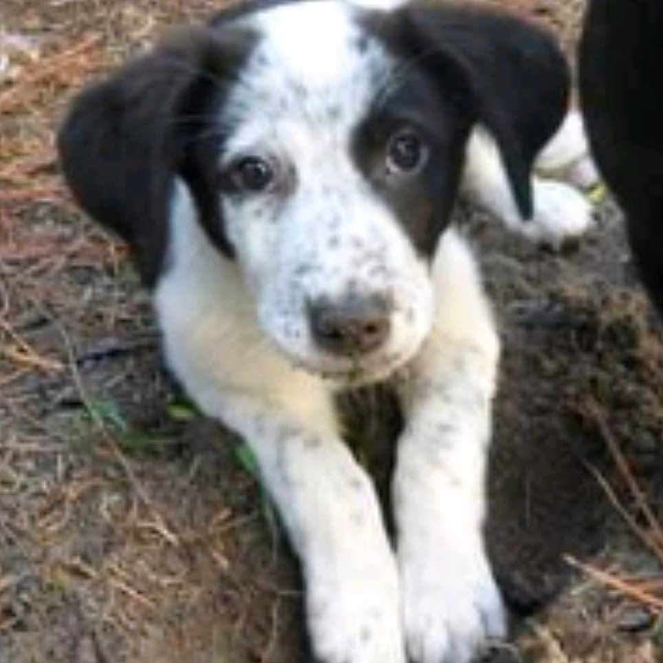 Lucky is registered to the contest to win money with this photo: puppy, dog, black_and_white, floppy_ears, lying_down, front_paws, outdoor, dirt, ground, grass, animal, pet, canine, portrait, close_up, curious, looking_at_camera, soft_focus, natural_light, backyard