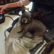 Hank is registered to the contest to win money with this photo: arm, black_shirt, blur, clothing, companion, dog, floor, furniture, hand, human, indoor, nike_logo, pants, person, pet, resting, sitting, small_dog, wheel, wheelchair