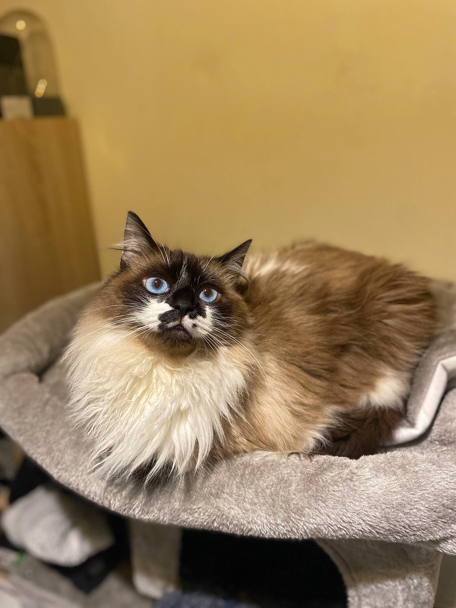 Ragnar a rejoint le concours — aidez-le/la à gagner de superbes lots ! balinese, birman, carnivore, cat, fawn, felidae, fur, light_switch, ragdoll, siamese, sitting, small_to_medium_sized_cats, snout, tail, terrestrial_animal, thai, wall_plate, whiskers