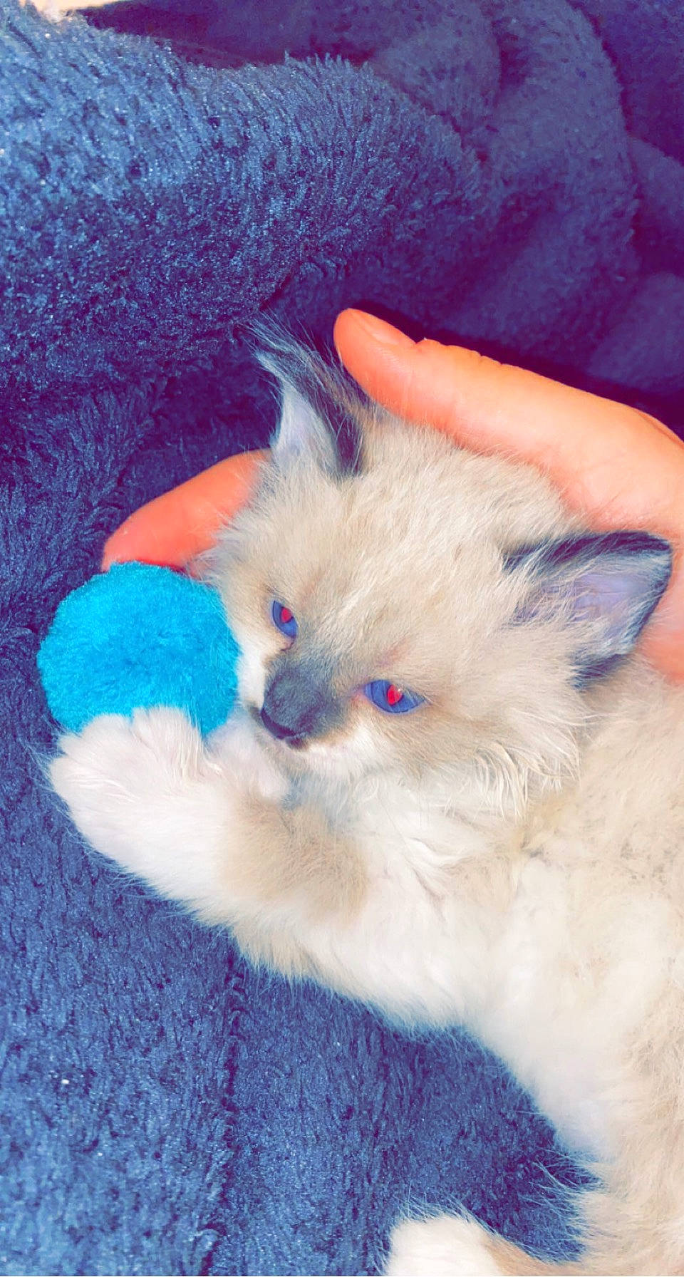 Ragnar a rejoint le concours — aidez-le/la à gagner de superbes lots ! birman, british_longhair, carnivore, cat, claw, comfort, companion_dog, electric_blue, fawn, felidae, fur, paw, ragdoll, small_to_medium_sized_cats, tail, terrestrial_animal, whiskers