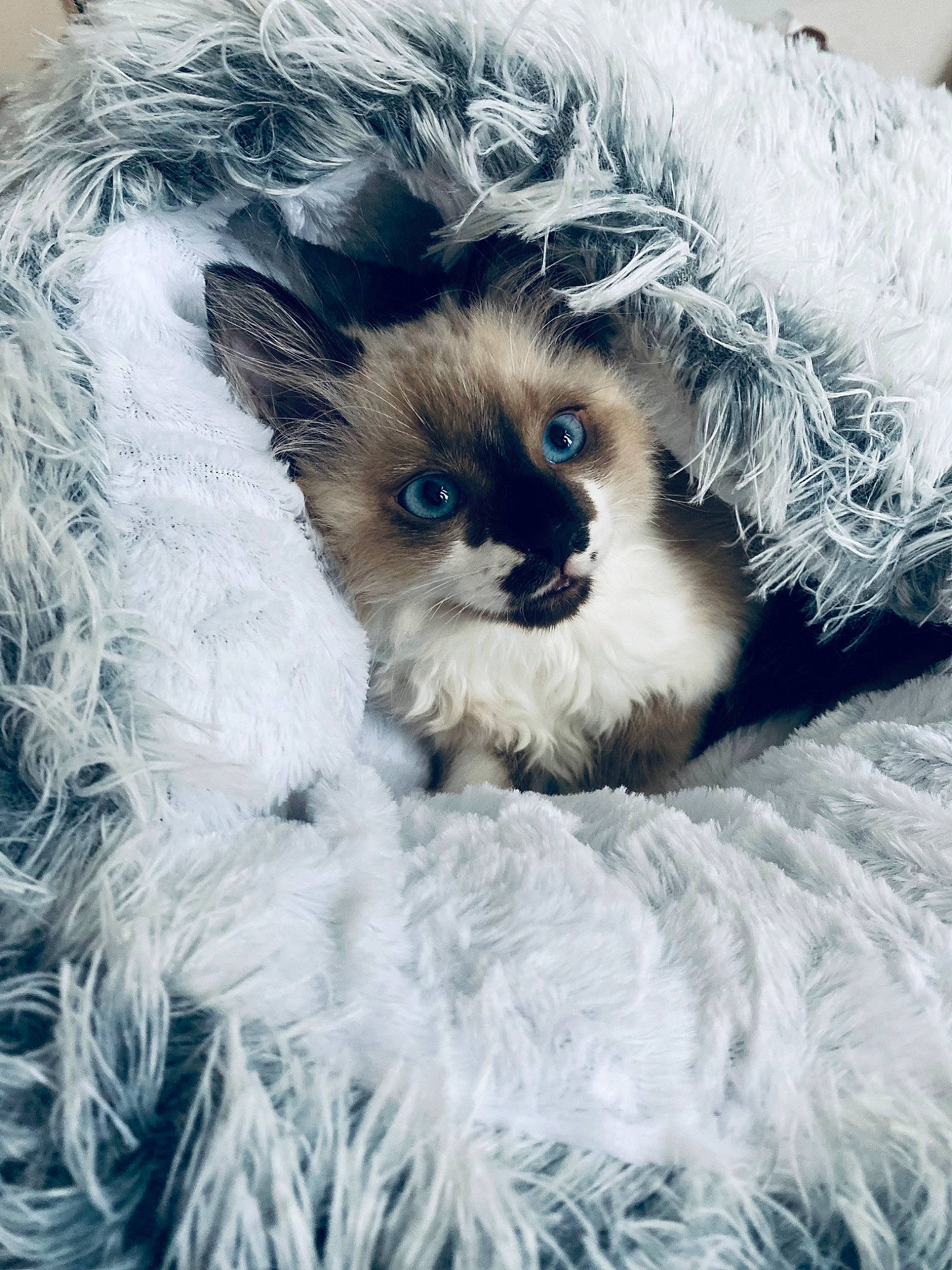 Ragnar participe au concours pour gagner de l'argent avec cette photo : canidae, carnivore, cat, companion_dog, event, fashion_accessory, fawn, feather, felidae, freezing, fur, plant, ragdoll, small_to_medium_sized_cats, snout, tail, terrestrial_animal, whiskers, wildlife, winter