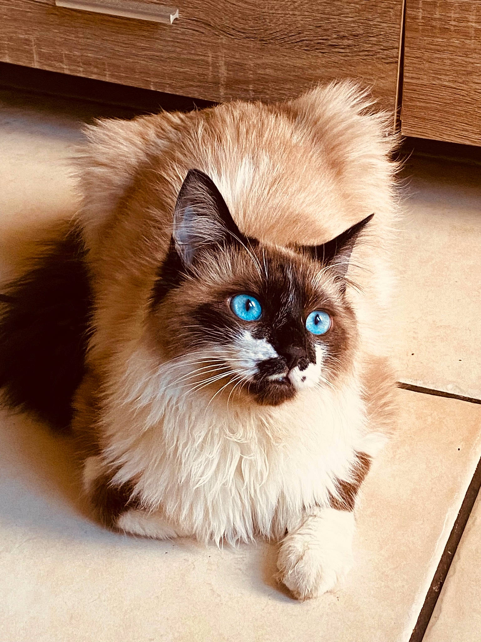 Ragnar participe au concours pour gagner de l'argent avec cette photo : balinese, birman, carnivore, cat, claw, domestic_short_haired_cat, fawn, felidae, flooring, fur, paw, ragdoll, siamese, sitting, small_to_medium_sized_cats, snout, tail, thai, tonkinese, whiskers