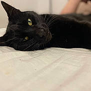 Mikado a rejoint le concours — aidez-le/la à gagner de superbes lots ! black_cat, cat, pet, animal, yellow_eyes, whiskers, lying_down, bed, white_bedspread, indoor, fur, relaxed, close_up, portrait, mammal, cute, sleepy, domestic_cat, resting, whiskers_visible