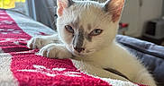 Drax a rejoint le concours — aidez-le/la à gagner de superbes lots ! kitten, cat, white_cat, gray_markings, sleepy, blanket, red_blanket, indoor, window, natural_light, plant, cozy, resting, fur, paw, domestic_cat, home, curtain, furniture, relaxed