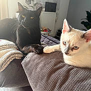 Drax participe au concours pour gagner de l'argent avec cette photo : cat, black_cat, white_cat, pets, living_room, couch, blanket, paw_touch, indoor, cozy, relaxing, feline, cute, animal, companion, fur, yellow_eyes, blue_eyes, domestic, resting