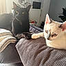 cat, black_cat, white_cat, pets, living_room, couch, blanket, paw_touch, indoor, cozy, relaxing, feline, cute, animal, companion, fur, yellow_eyes, blue_eyes, domestic, resting