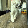 kitten, cat, blue_eyes, walking, wooden_table, indoor, curious, young_cat, pet, feline, close_up, paw, fur, whiskers, domestic_animal, home, background_blur, natural_light, table_surface, animal