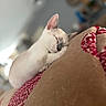 cat, sleeping, white_cat, gray_markings, cozy, blanket, red_pattern, fur, pet, indoor, resting, cute, animal, closeup, soft, relaxation, nap, domestic_cat, quiet, comfort