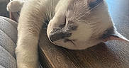 Drax a rejoint le concours — aidez-le/la à gagner de superbes lots ! animal, cat, closeup, cozy, cute, daylight, domestic_cat, ears, furniture, home, indoor, paw, peaceful, pet, relaxing, sleeping, table, whiskers, white_cat, wood