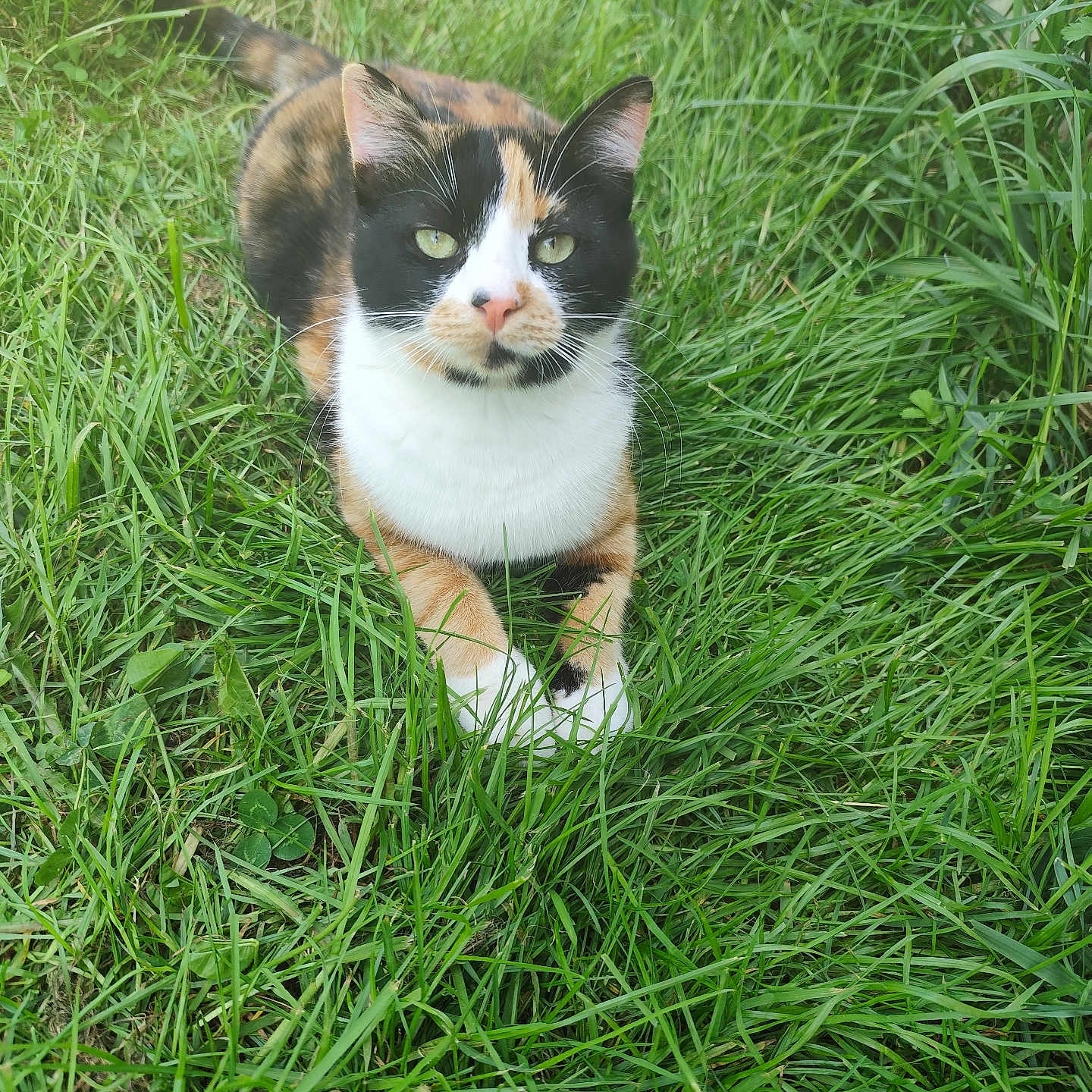 Athena
