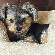 Chase is registered to the contest to win money with this photo: dog, pet, bed, fur, cozy, plush, animal, cute, ears, face, resting, comfort, indoor, canine, looking, small_dog, couch, fluffy, black_fur, tan_fur