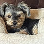 dog, pet, bed, fur, cozy, plush, animal, cute, ears, face, resting, comfort, indoor, canine, looking, small_dog, couch, fluffy, black_fur, tan_fur