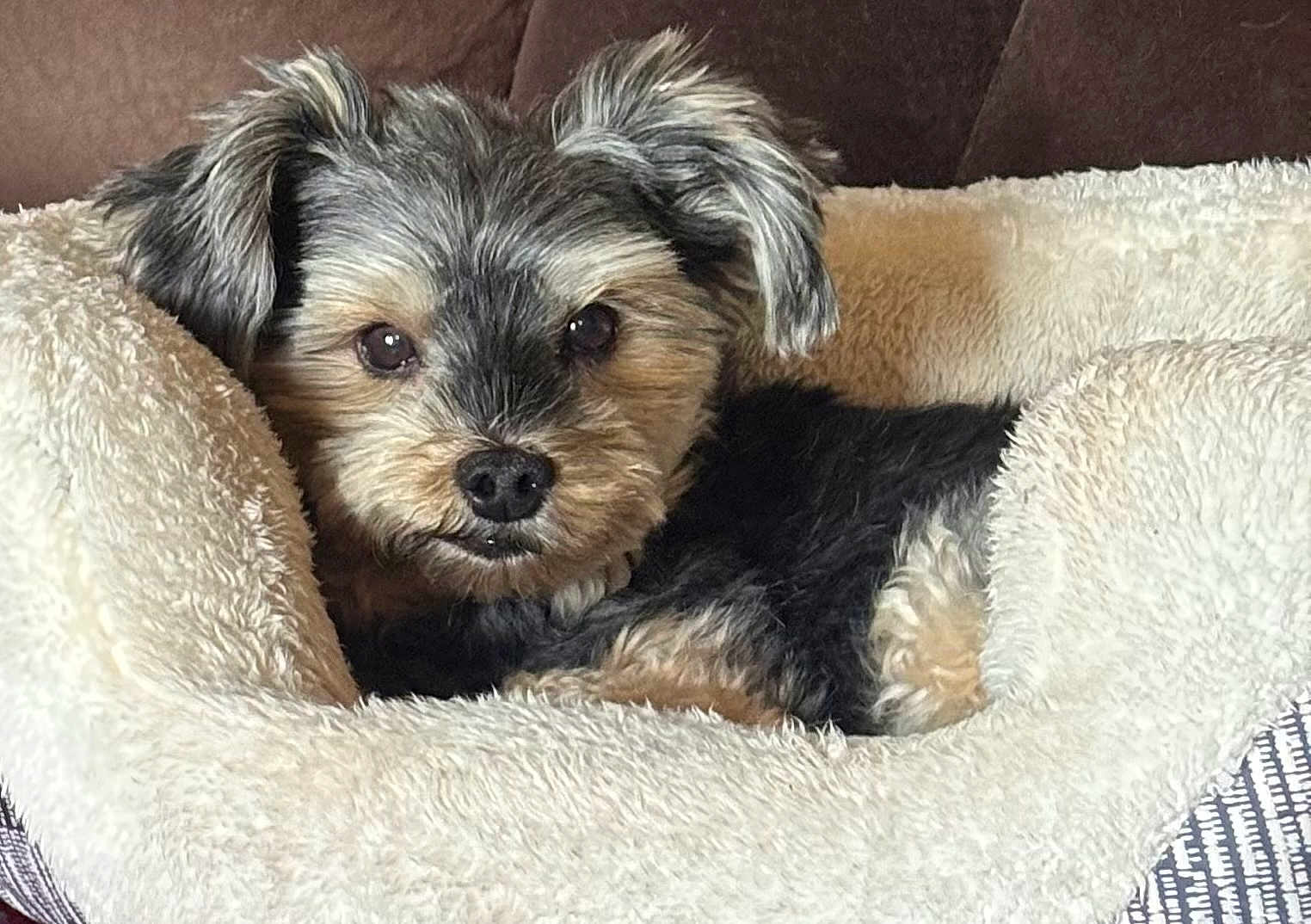 Chase is registered to the contest to win money with this photo: dog, pet, bed, fur, cozy, plush, animal, cute, ears, face, resting, comfort, indoor, canine, looking, small_dog, couch, fluffy, black_fur, tan_fur