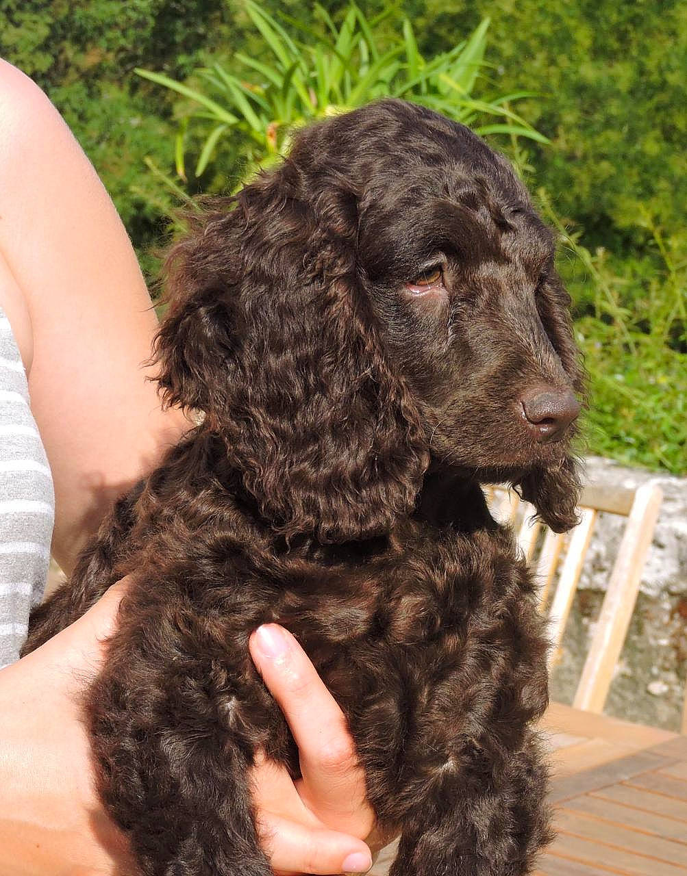 Oxo participe au concours pour gagner de l'argent avec cette photo : canidae, carnivore, cocker_spaniel, companion_dog, dog, dog_breed, ear, fur, gun_dog, irish_water_spaniel, liver, murray_river_curly_coated_retriever, snout, soil, spaniel, sporting_group, terrestrial_animal, water_dog, working_animal