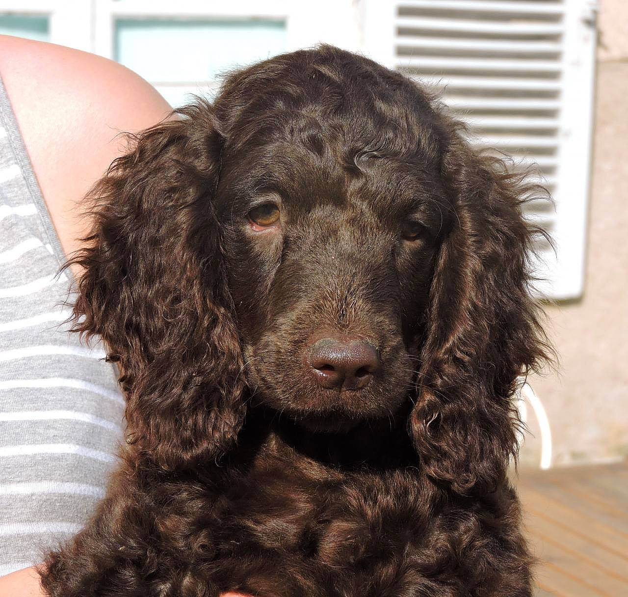 Oxo a rejoint le concours — aidez-le/la à gagner de superbes lots ! canidae, carnivore, cocker_spaniel, companion_dog, dog, dog_breed, ear, fur, gun_dog, liver, murray_river_curly_coated_retriever, snout, spaniel, sporting_group, terrestrial_animal, water_dog, working_animal