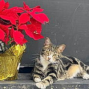 Princesa joined the competition — help win amazing prizes! cat, tabby_cat, pet, feline, poinsettia, red_leaves, indoor_plant, gold_wrapping, whiskers, green_eyes, relaxed, striped_fur, paw, resting, closeup, ledge, bench, plant_pot, cute, houseplant